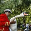 Fotogalerie: Sčítání labutí na Temži