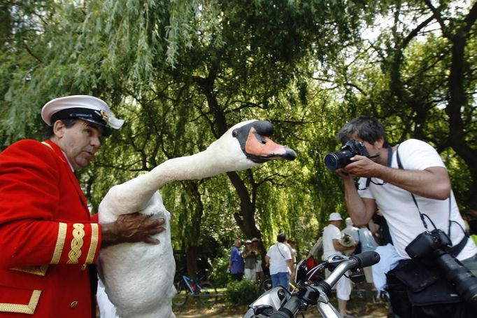 The Queen's Swan Marker David Barber is photographed as he lifts a swan during the annual Swan Upping ceremony on the River Thames between Shepperton and Windsor in sout