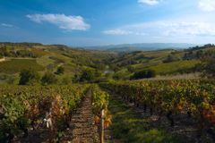 Beaujolais: Kraj, kde se rodí mladé a lahodné víno