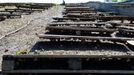 TO GO WITH AFP STORY by ANNA MARIA JAKUBEK - Snails are pictured at the "Snail Garden" farm in Krasin, northern Poland, on May 29, 2013.