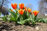 Vstříc modrému nebi. Tulipány Kaufmannovy v botanické zahradě v Tróji začaly kvést jako první.