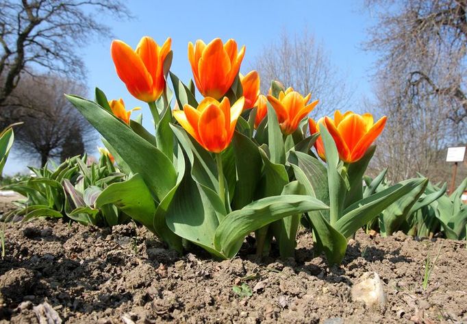 Vstříc modrému nebi. Tulipány Kaufmannovy v botanické zahradě v Tróji začaly kvést jako první.