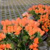oranzova zare nad kladnem