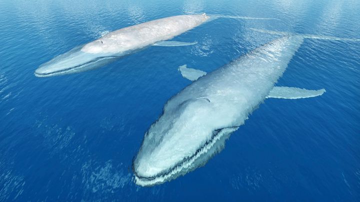 K břehům Španělska se vracejí plejtváci obrovští. Vědci si lámou hlavu proč; Zdroj foto: Thinkstock