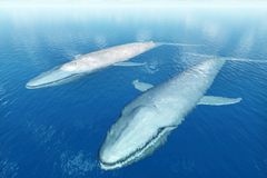 Japonci při velrybářské expedici zabili 177 plejtváků. Bylo to pro vědecké účely, tvrdí