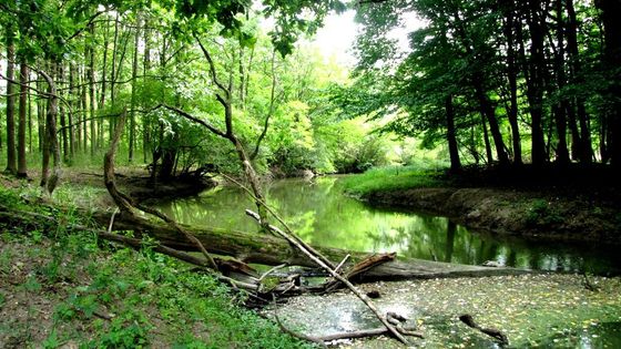 Poslední pralesy u nás. Nahlédněte do Moravské Amazonie