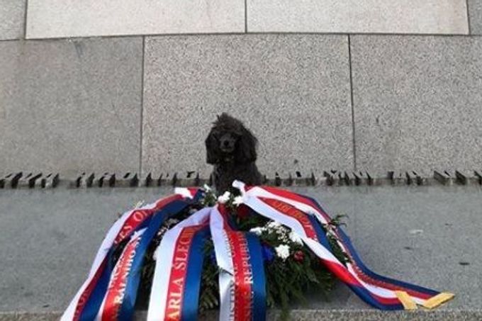 Pes Karly Šlechtové na hrobu neznámého vojína u vítkovského památníku.