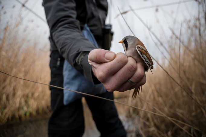 Mezi nejvzácnější ptáky rákosin patří sýkořice vousatá. Na fotografii je nádherně zbarvený sameček.