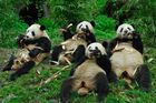 Číňané pouštějí pandám porno, aby se víc množily