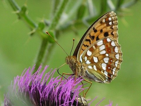 Perleťovec prostřední potřebuje k životu sušší trávníky s lesními lemy a křovinami