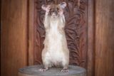 Magawa je větší než klasický potkan, kterého Češi občas chovají jako domácího mazlíčka.