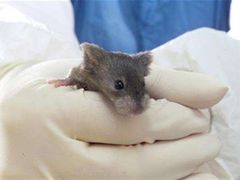 Vědci zkoumají myší mozek, aby vyvinuli nový lék na Alzheimerovu nemoc.