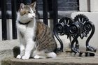 Kocour Larry zůstane v Downing Street, likvidovat krysy bude i po nástupu Johnsona