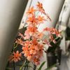 Výstava orchidejí v botanické zahradě