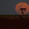 Supermoon is pictured behind a tree as it rises, in Brasilia