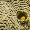 Finalisté soutěže Nikon Comedy Wildlife Awards 2024