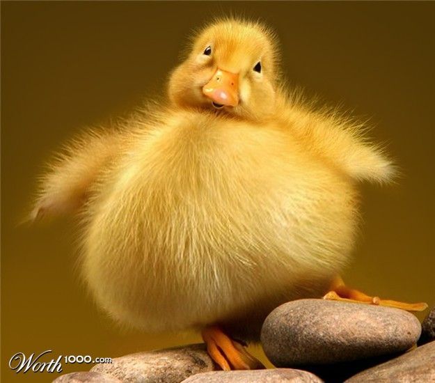 tlusta zvirata, zena