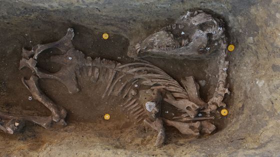 Odhalení langobardských hrobů v Mušově