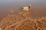 Mrtvý čáp pokrytý solí na jihozápadním pobřeží Mrtvého moře