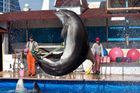 Ukrajina měla na Krymu "armádu" delfínů. Po anexi kvůli Rusům drželi hladovku a uhynuli, tvrdí Kyjev