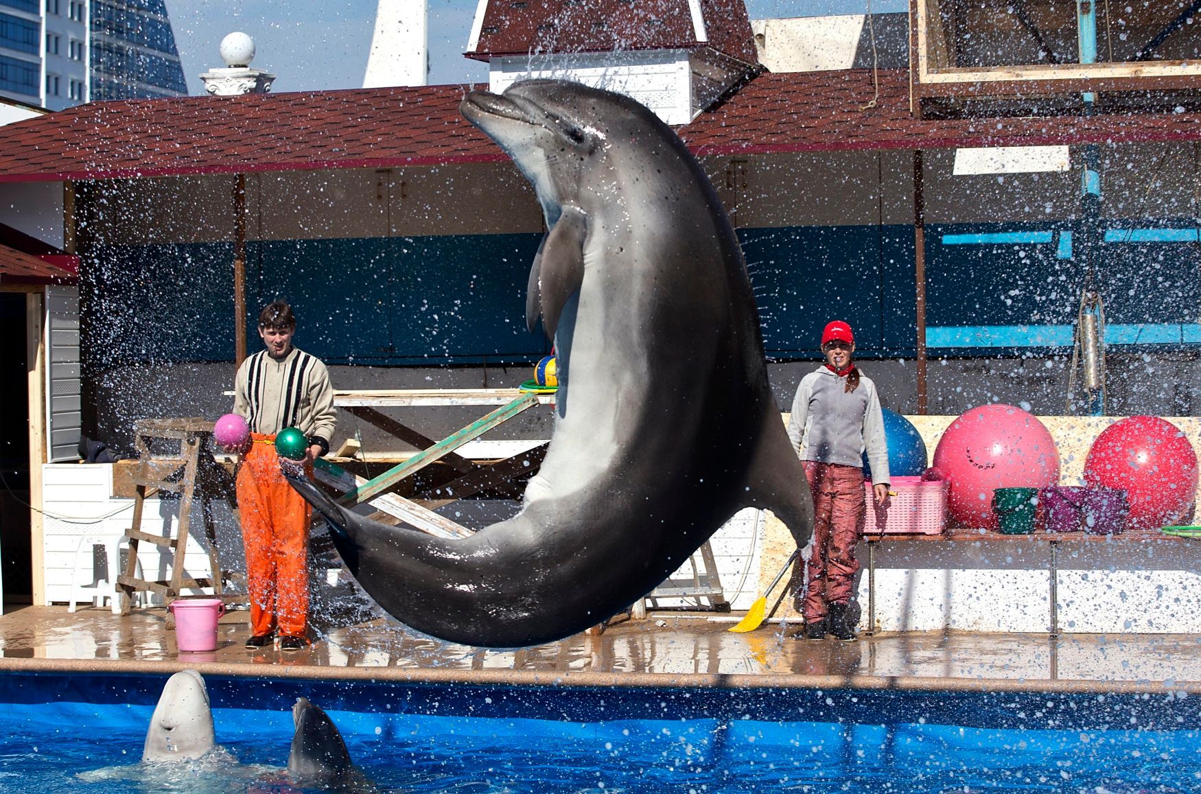 Delfín v akváriu v Sevastopolu na Krymu