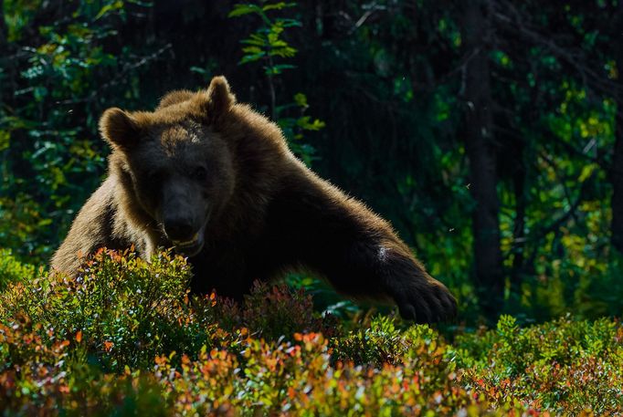 Tomáš Hulík vystavuje v pražské Nikon Photo Gallery cyklus Ispirováno přírodou