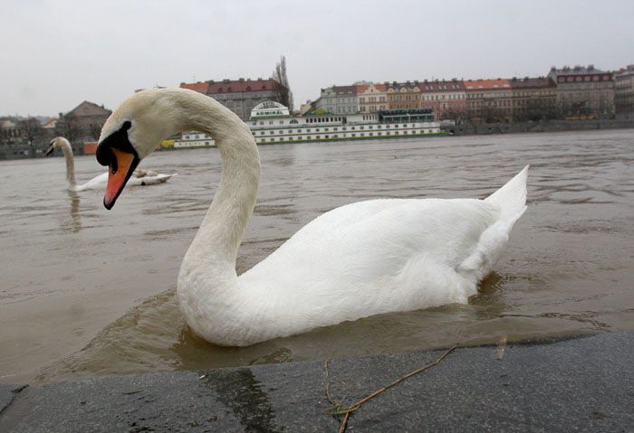 Labuť na zatopené náplavce pod Palackého mostem v Praze