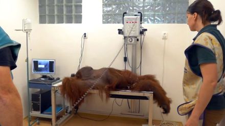 V zoo zemřel filmový hrdina Ňuňák. Veterináři mu v létě našli rakovinu