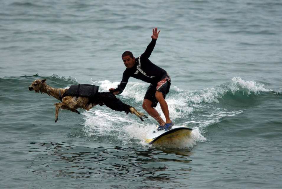 Alpaka na surfu
