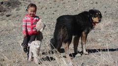 Banchar (mongolský pastevecký pes)