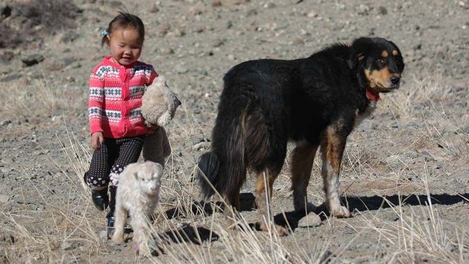 Banchar (mongolský pastevecký pes)
