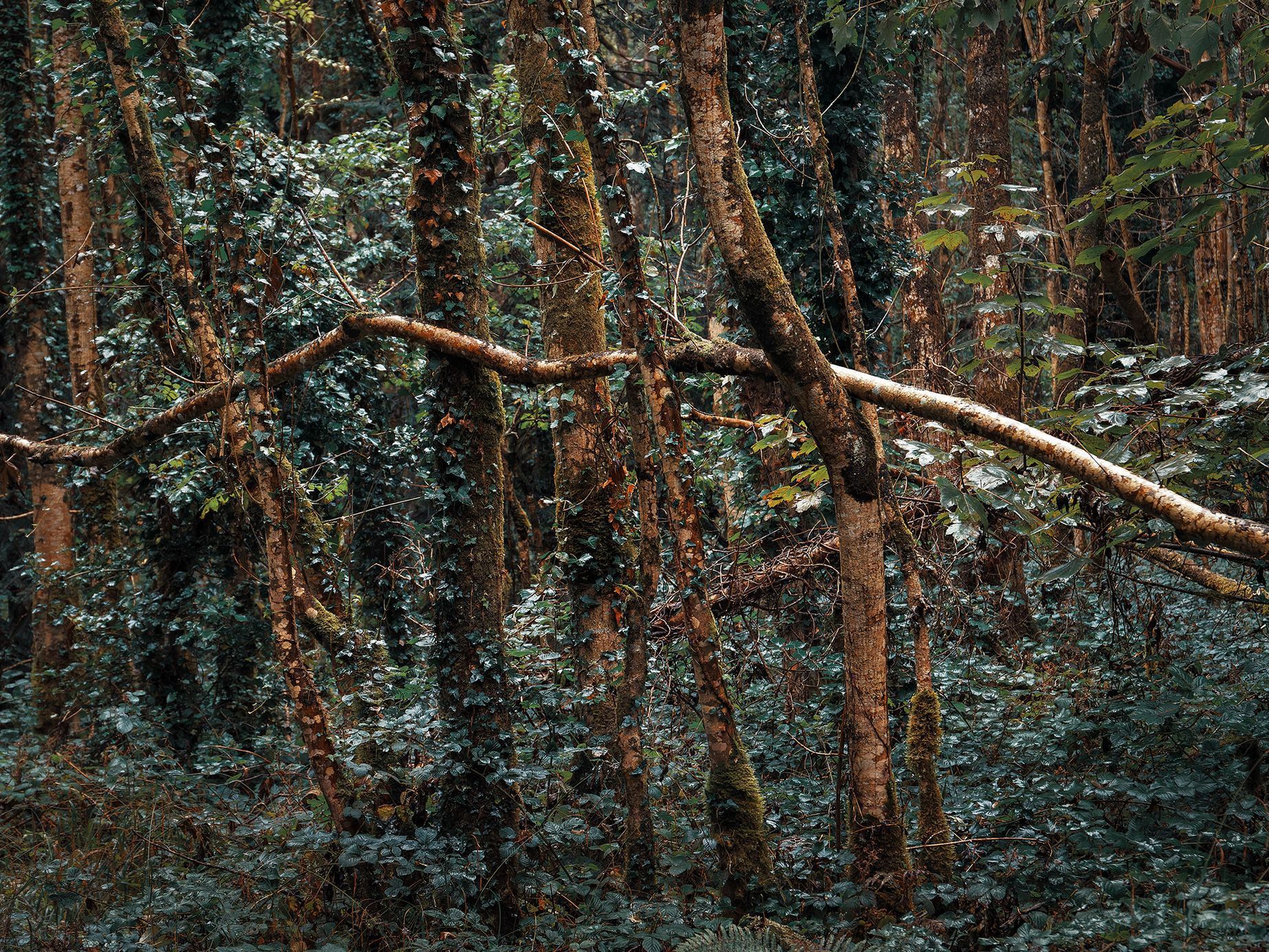 Strašidelný hrad Charleville a tajemný druidský les poblíž irského Tullamore