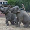 Sloni v pražské ZOO