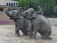 Dva indické slony chová i pražská zoo