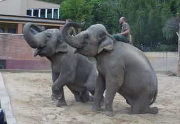 Sloni v pražské ZOO