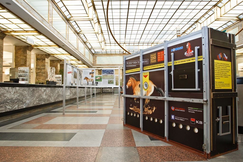 Sbírka na transport koní Převalského do Mongolska