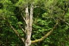 Protesty proti kácení stromů v Pardubicích pokračují