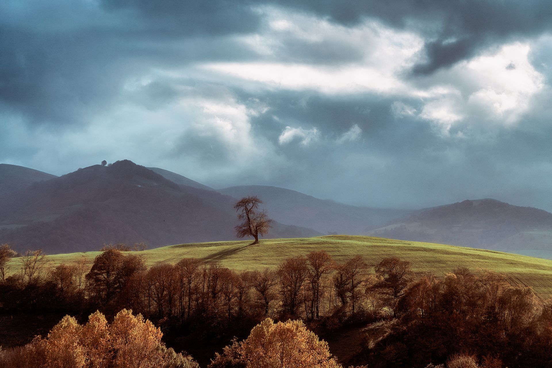 Lars van de Goor - magie stromů a lesů