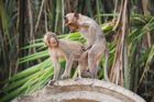 Sex makaka se srnou překvapil vědce. Vyvrátil teorii, že nepříbuzné druhy vztah nenavazují