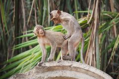 Sex makaka se srnou překvapil vědce. Vyvrátil teorii, že nepříbuzné druhy vztah nenavazují
