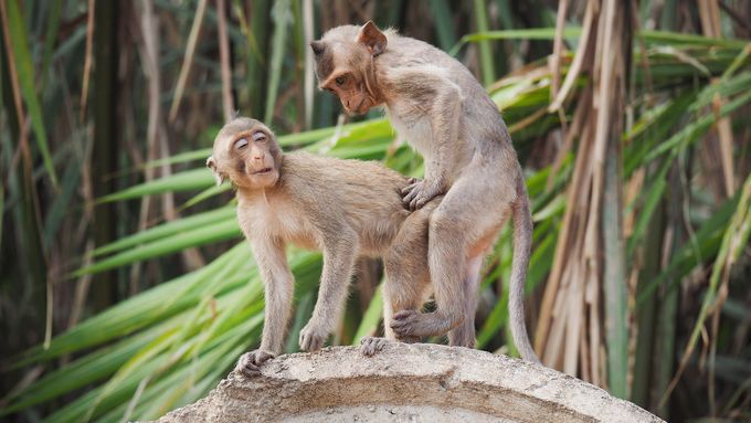 Když není nablízku žádná samice makaka, nepohrdne samec ani srnkou.