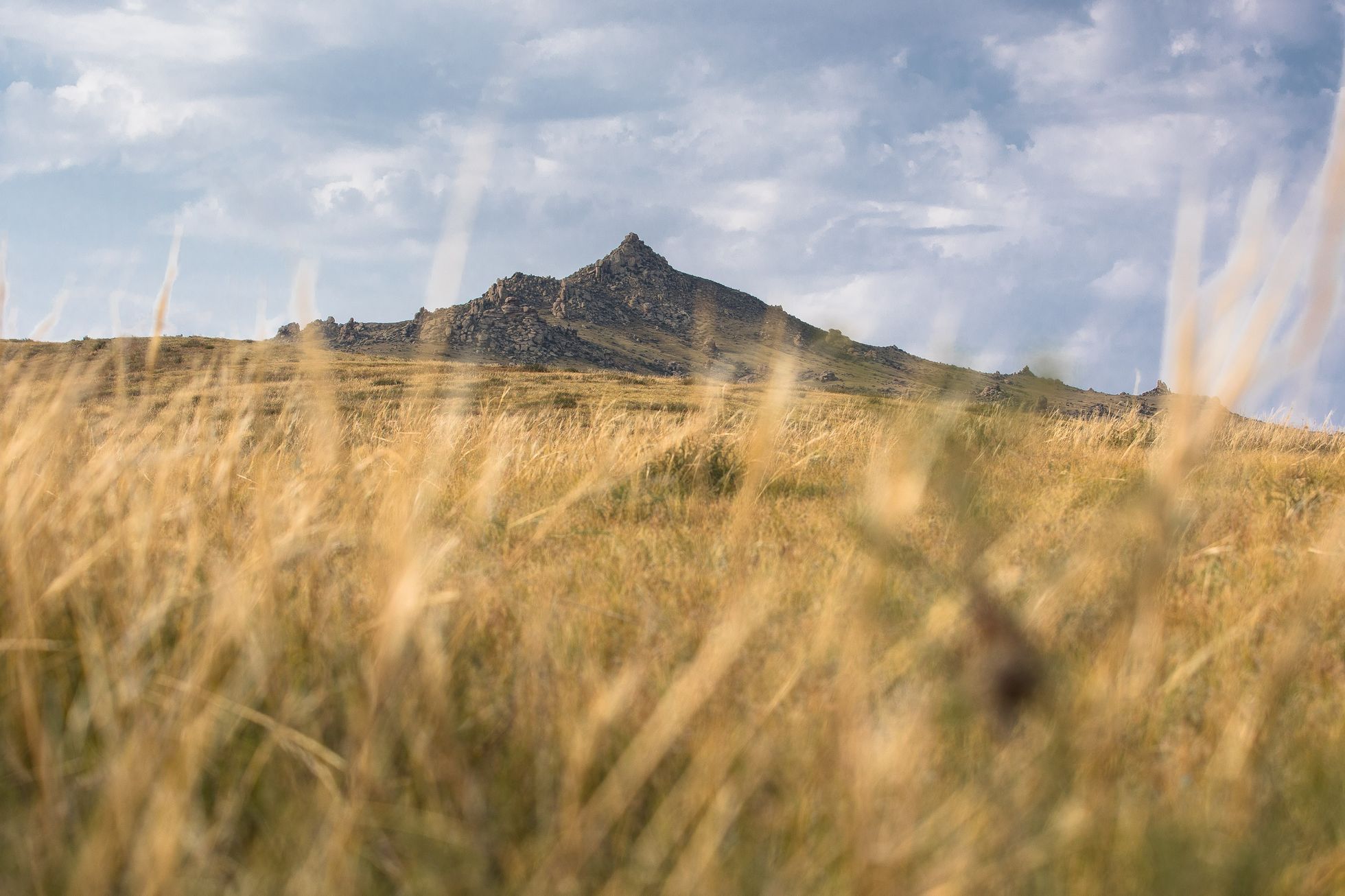 Mongolsko - kůň Převalského, Národní park Chustaj, koně, pláně, stepi