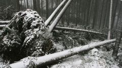 Následky vichřice v Krkonoších - 9