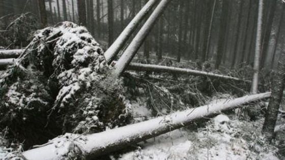 Vichřice řádila v KRNAPu