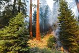 Začátkem září zachvátily Národní park Sequoia v Kalifornii rozsáhlé požáry, které se stále hasičům nedaří uhasit.