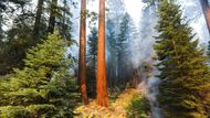 Začátkem září zachvátily Národní park Sequoia v Kalifornii rozsáhlé požáry, které se stále hasičům nedaří uhasit.