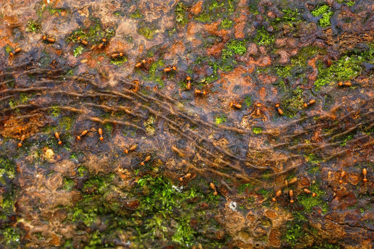 Věda je krásná - termití vojáci