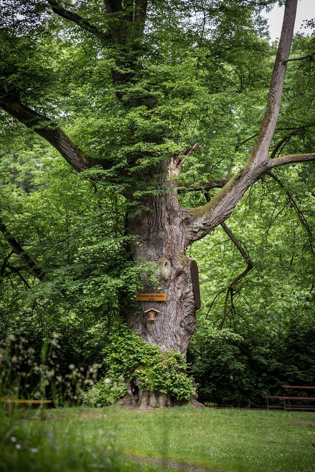 Strom roku 2015 - Lípa Naděje