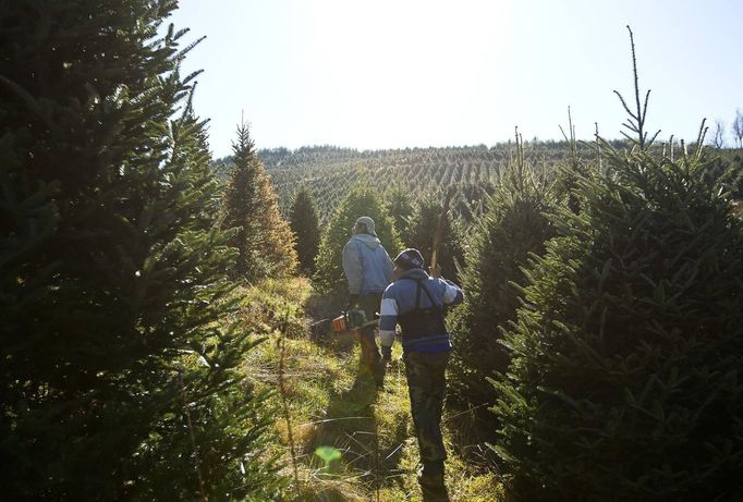 Julio Hernandez (L) and Eduardo Rosales walk through a section of Christmas trees looking for a marked tree to be cut down at the Omni Farm in West Jefferson, North Carolina, November 17, 2012. Crews at the farm will harvest nearly 20,000 Christmas trees this season. North Carolina has 1,500 Christmas tree growers with nearly 50 million Fraser Fir Christmas trees on over 35,000 acres. Picture taken November 17, 2012. REUTERS/Chris Keane (UNITED STATES - Tags: BUSINESS EMPLOYMENT ENVIRONMENT AGRICULTURE SOCIETY) Published: Lis. 19, 2012, 4:17 odp.