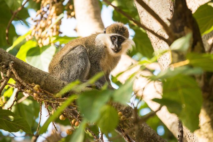 Snímek ze scén natáčených v Etiopii.